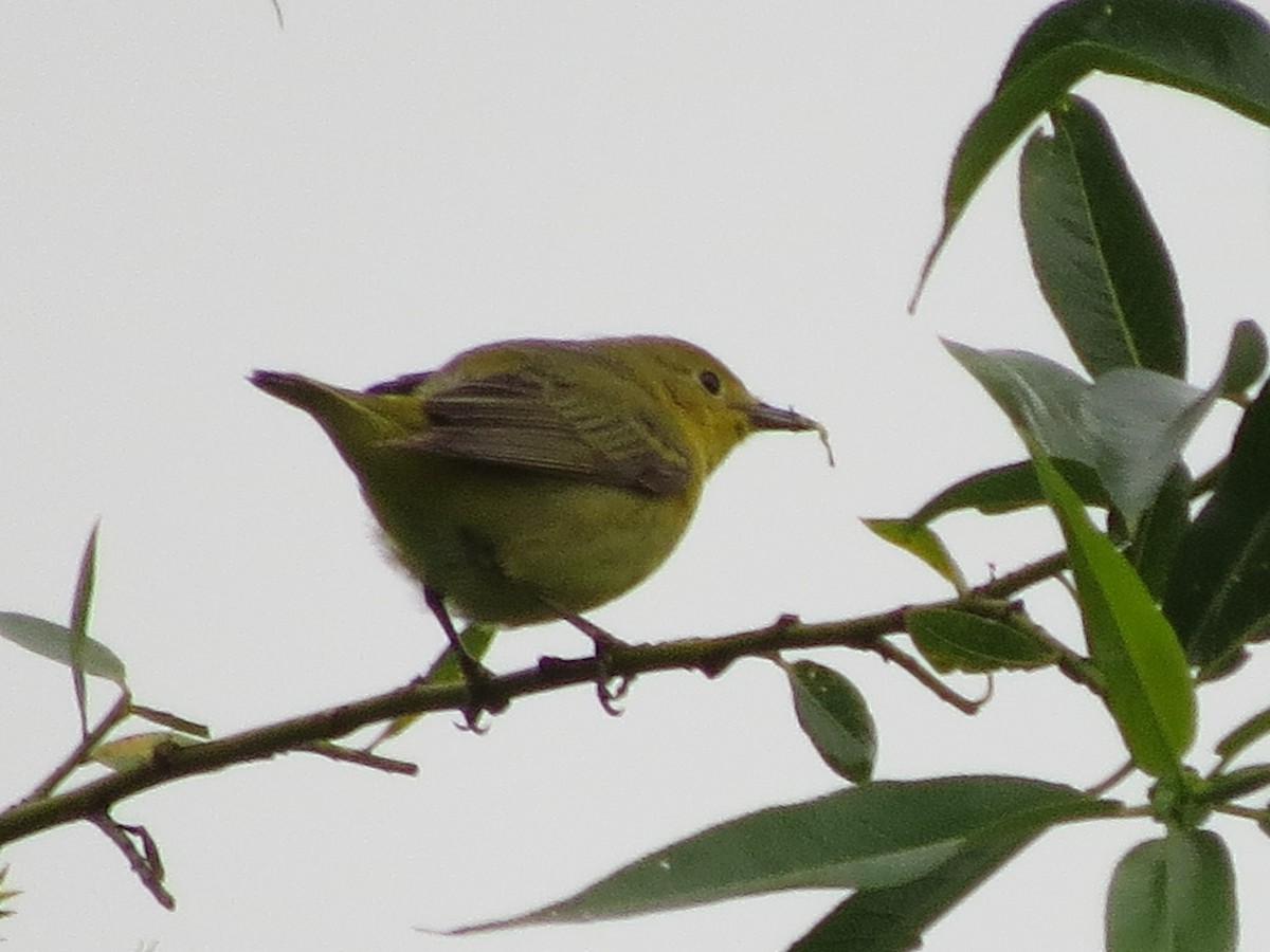 Paruline jaune - ML455119261