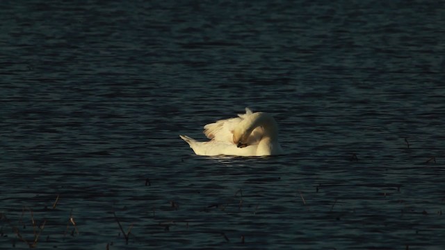 Cygne tuberculé - ML455120