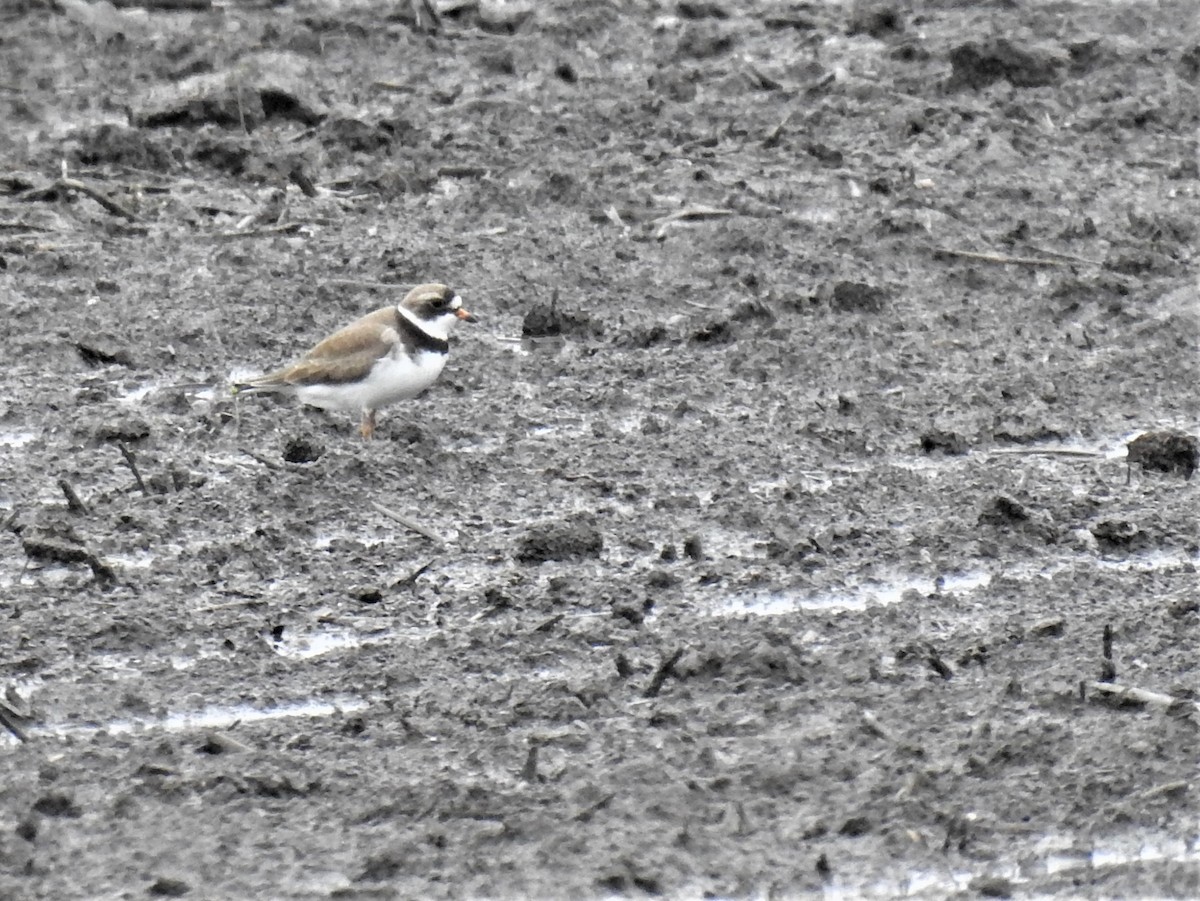 Semipalmated Plover - ML455120151