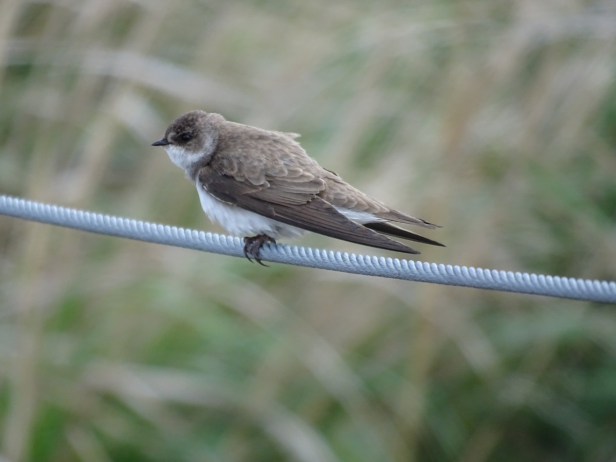 Bank Swallow - ML455121101