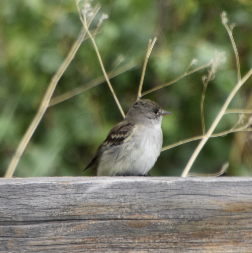 Willow Flycatcher - ML455121551