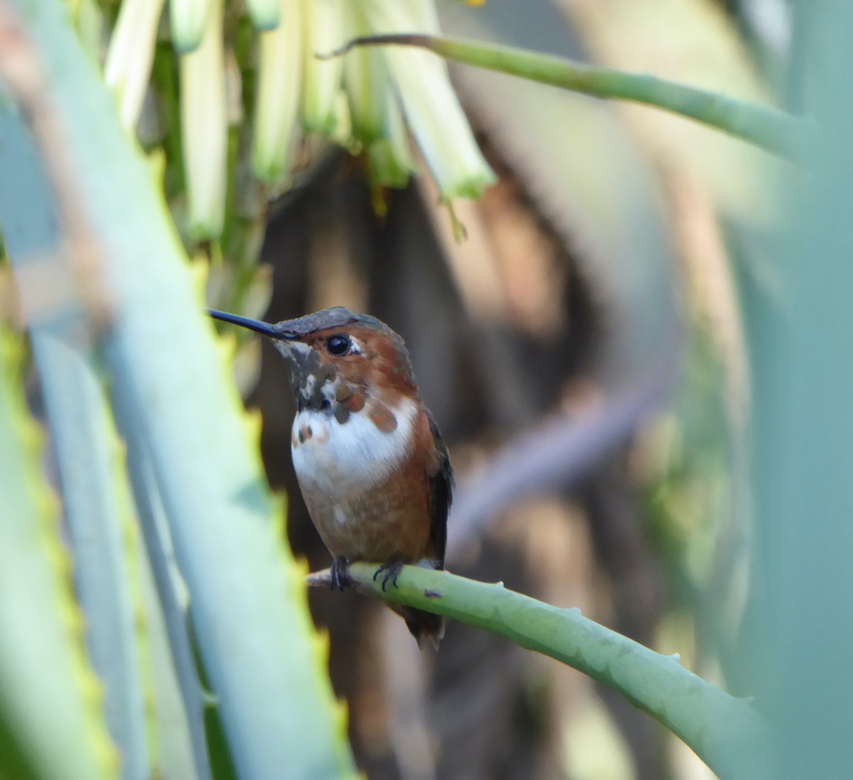 Colibrí de Allen - ML455121601