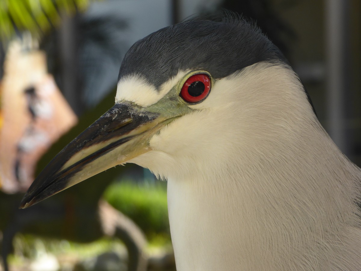 Black-crowned Night Heron - ML455122011