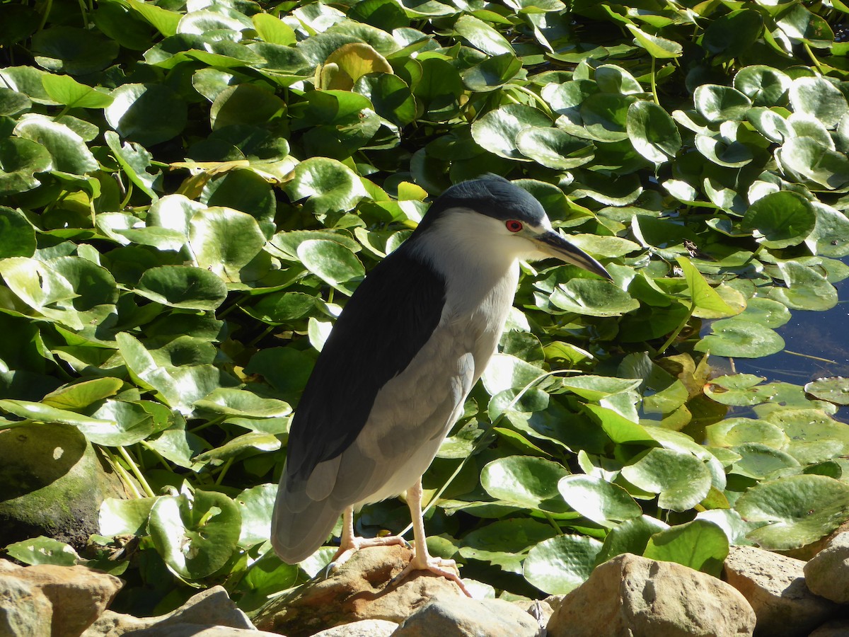 Black-crowned Night Heron - ML455122041