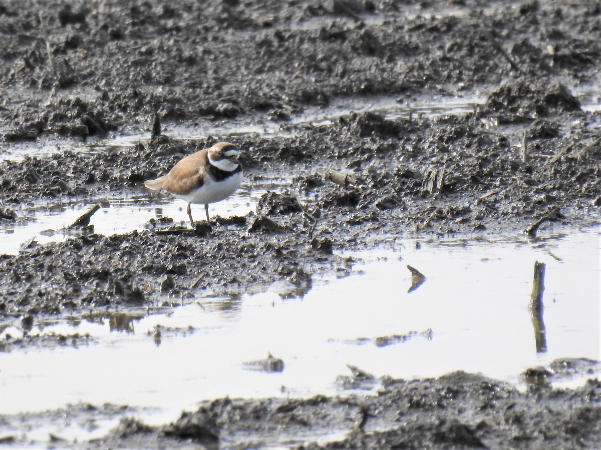 Semipalmated Plover - ML455123041