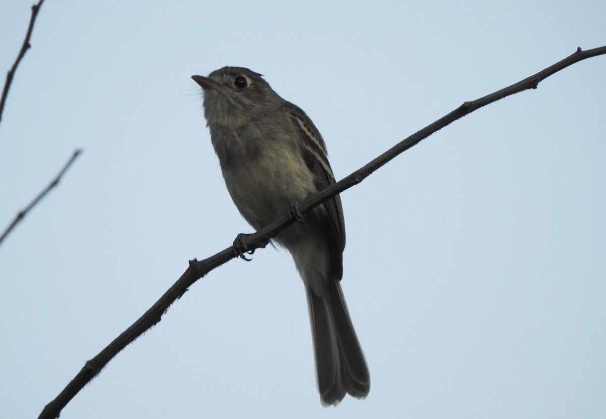 Pileated Flycatcher - ML455123291