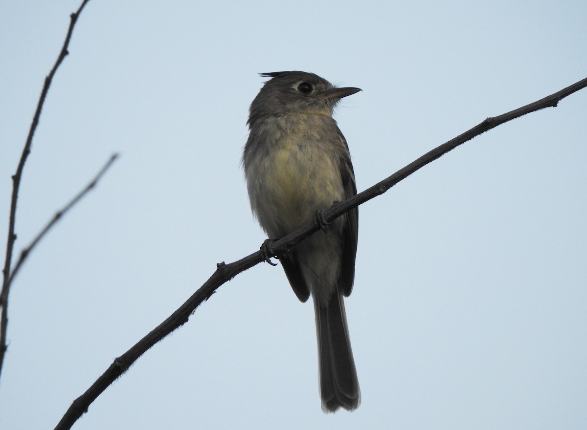 Pileated Flycatcher - Anuar López