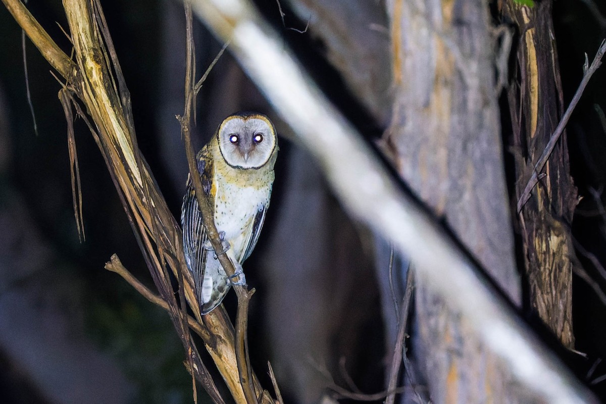 Australian Masked-Owl - ML455123461