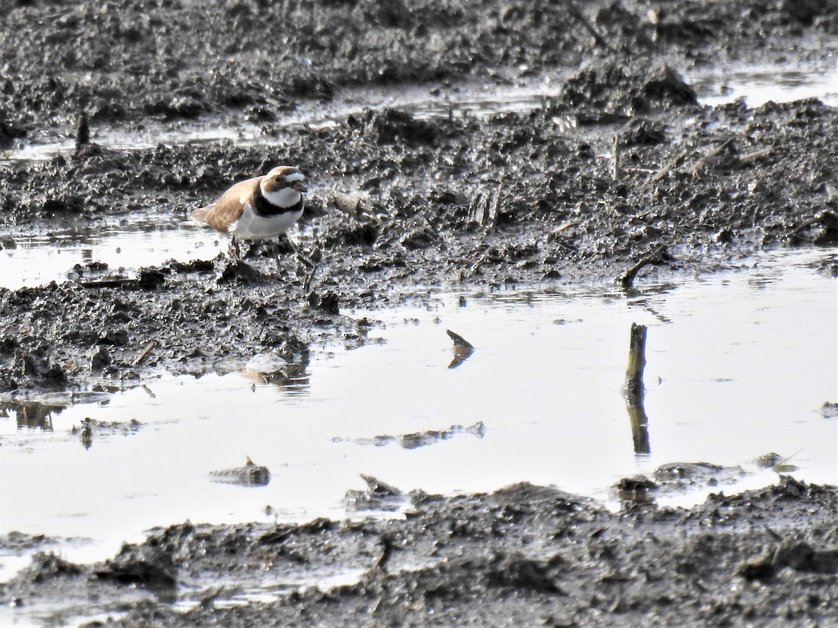 Semipalmated Plover - ML455123761