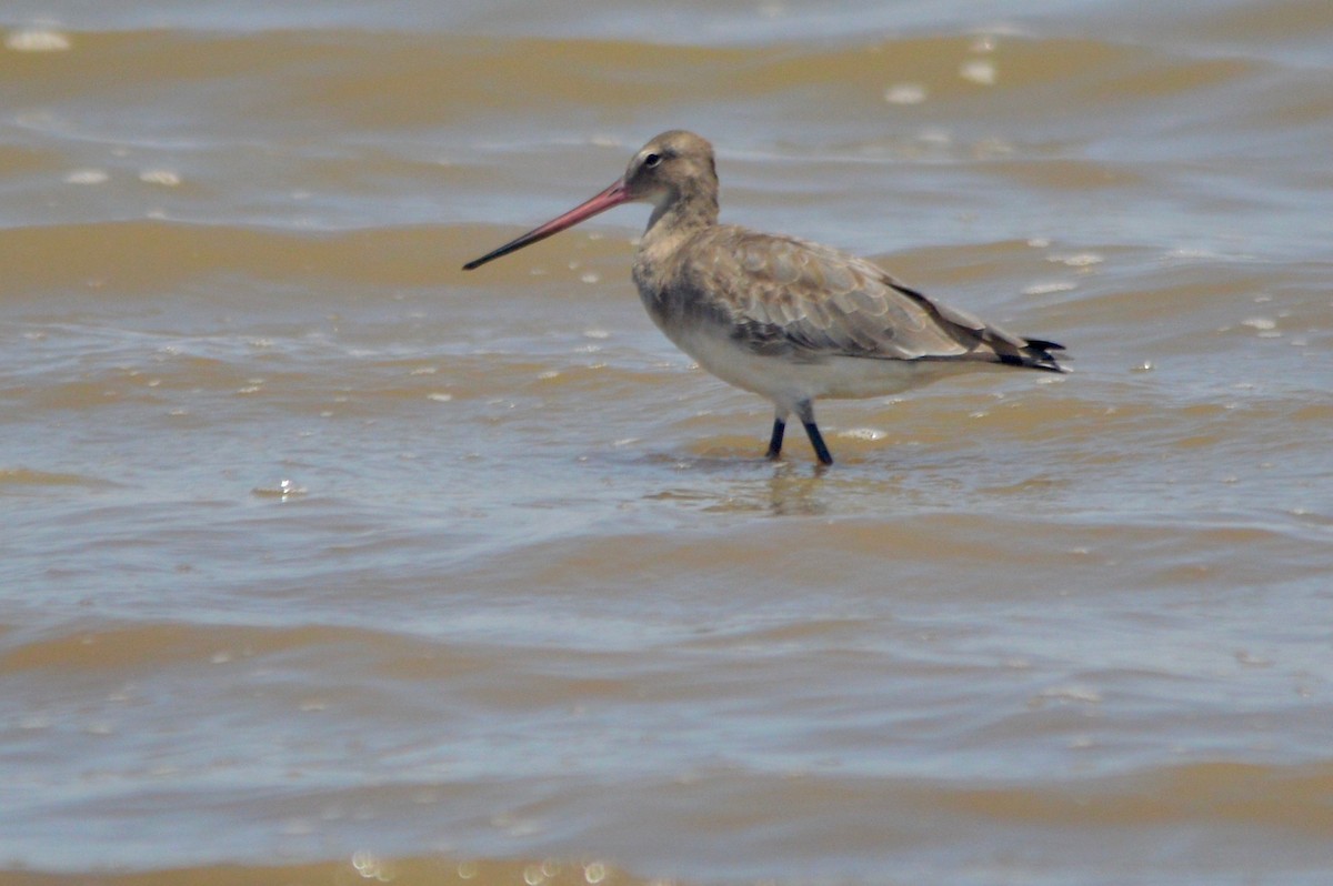 黑尾鷸 - ML45512411