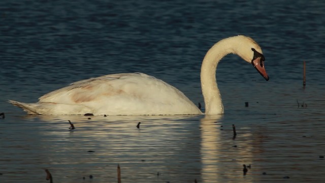 Cygne tuberculé - ML455126