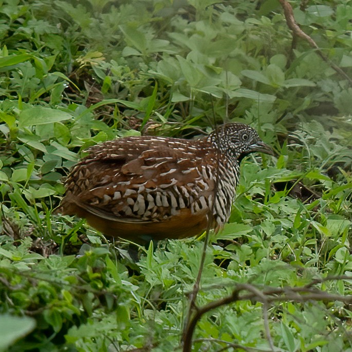 Barred Buttonquail - ML455126661