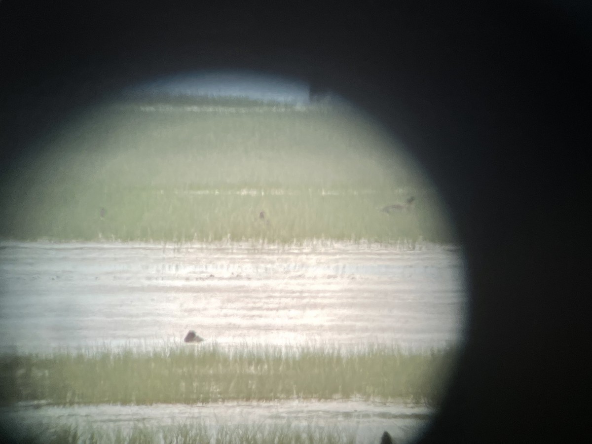 Greater White-fronted Goose - ML455128021