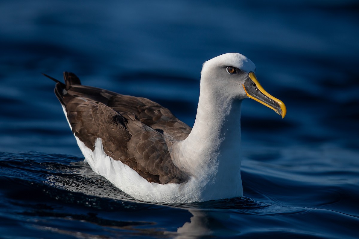 Albatros de Buller - ML455129041