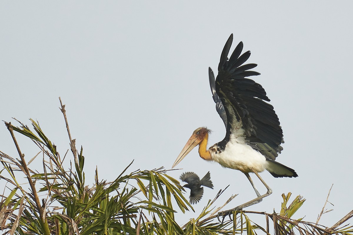 Lesser Adjutant - ML455129181