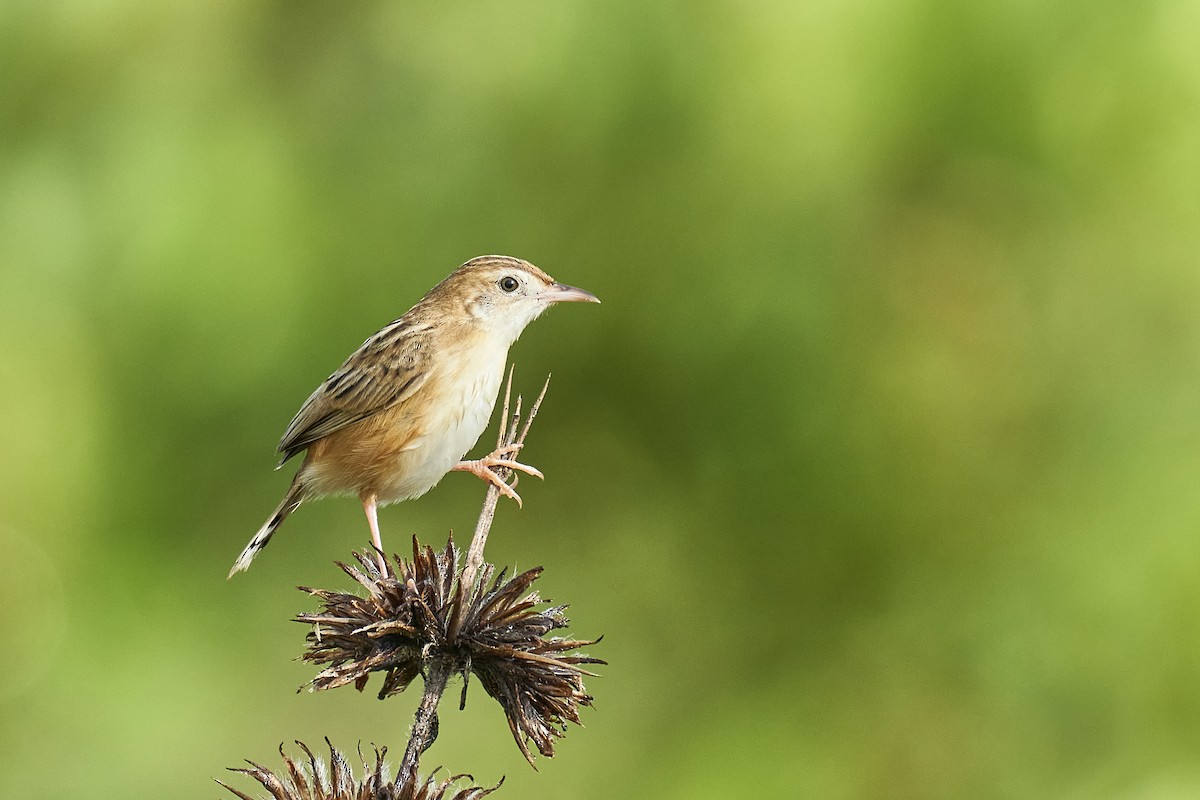 Zitting Cisticola - ML455129351