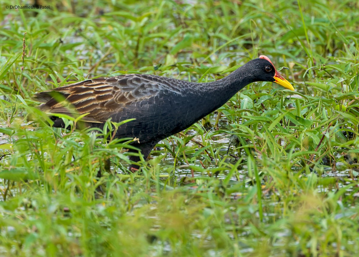 Watercock - drdharmesh patel