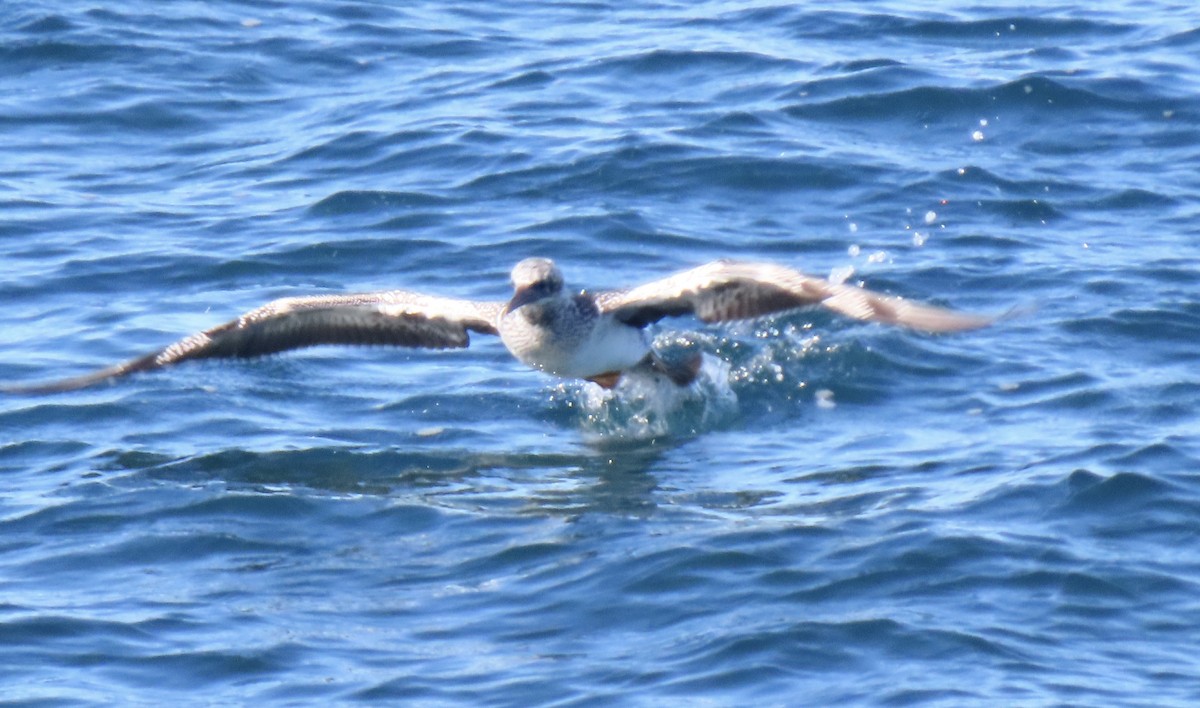 Australasian Gannet - ML455131261