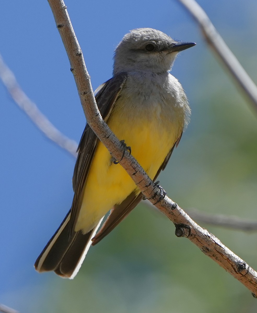 Western Kingbird - Dave Bowman