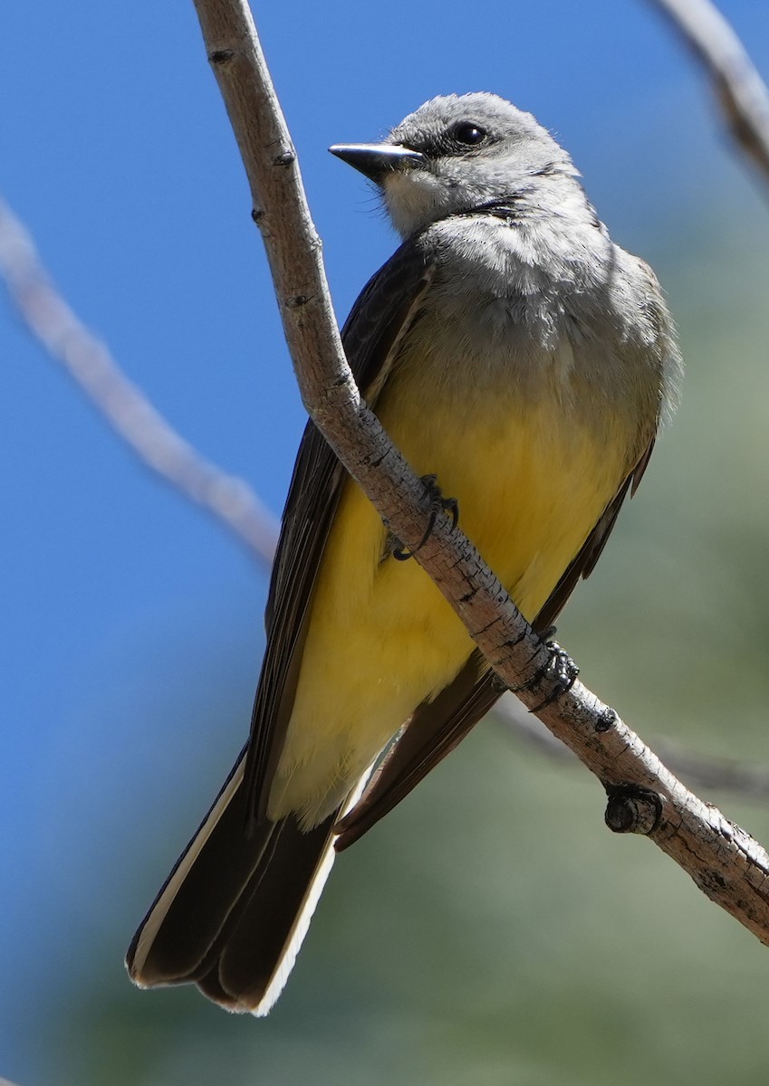 Western Kingbird - Dave Bowman