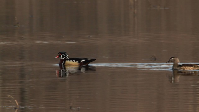 Wood Duck - ML455132