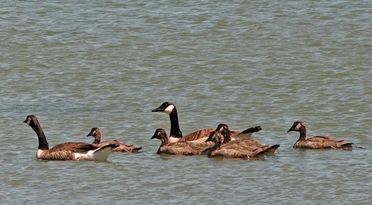 Canada Goose - ML455132441