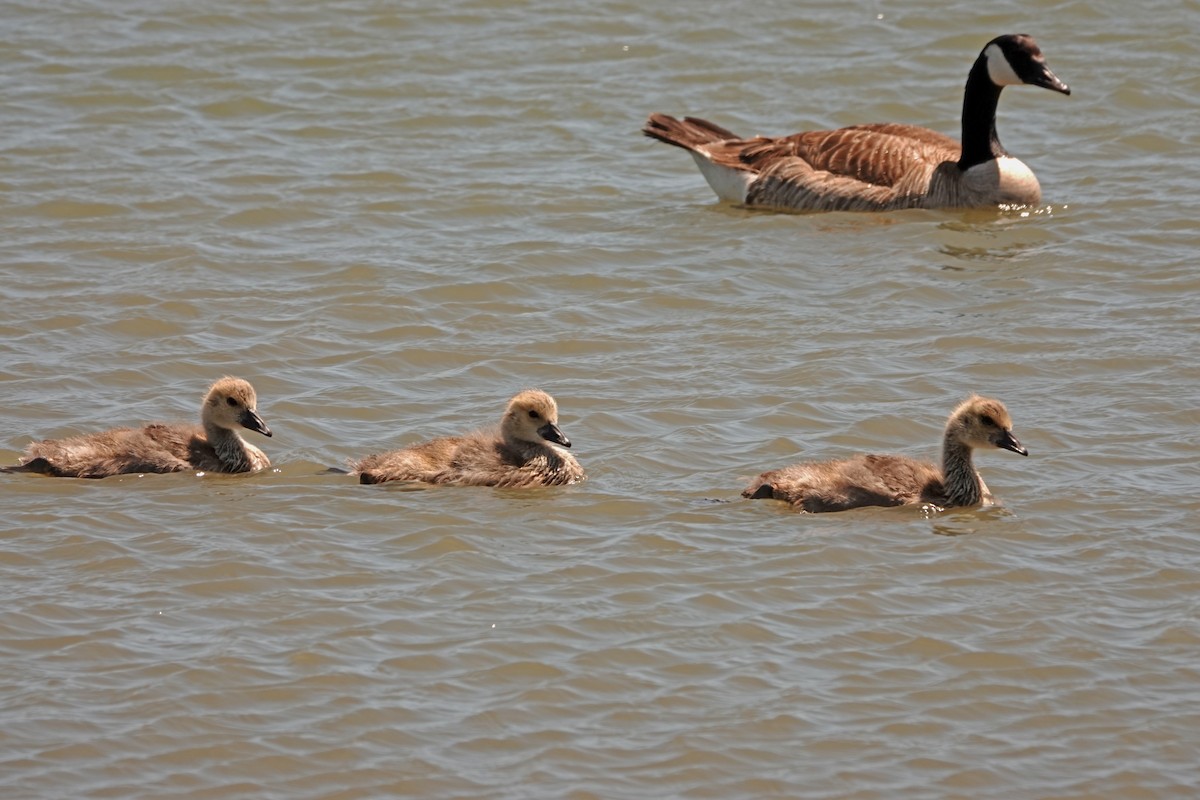 Canada Goose - ML455132581