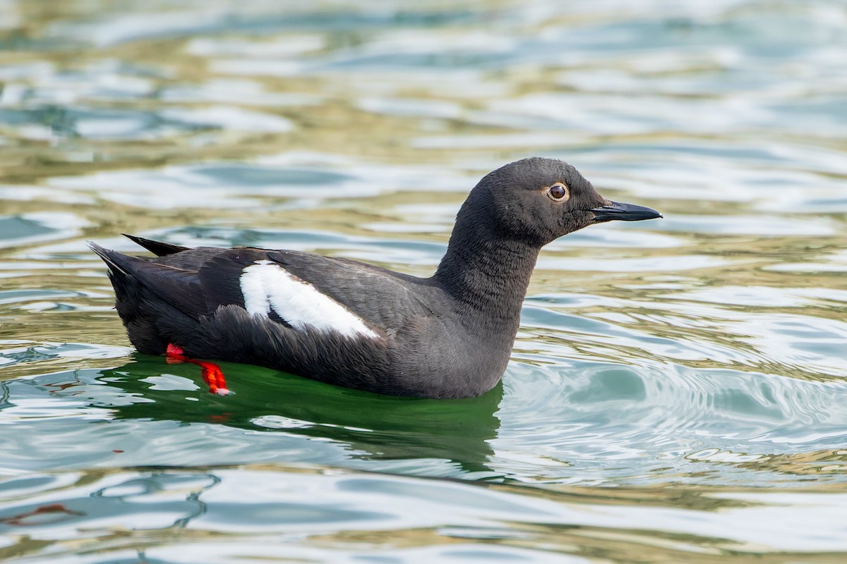 Pigeon Guillemot - ML455132821