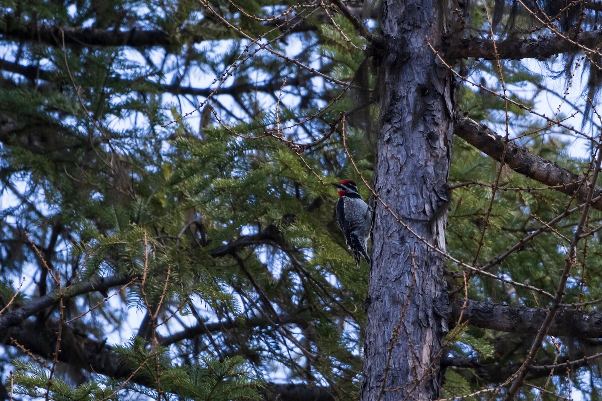 Red-naped Sapsucker - ML455134091