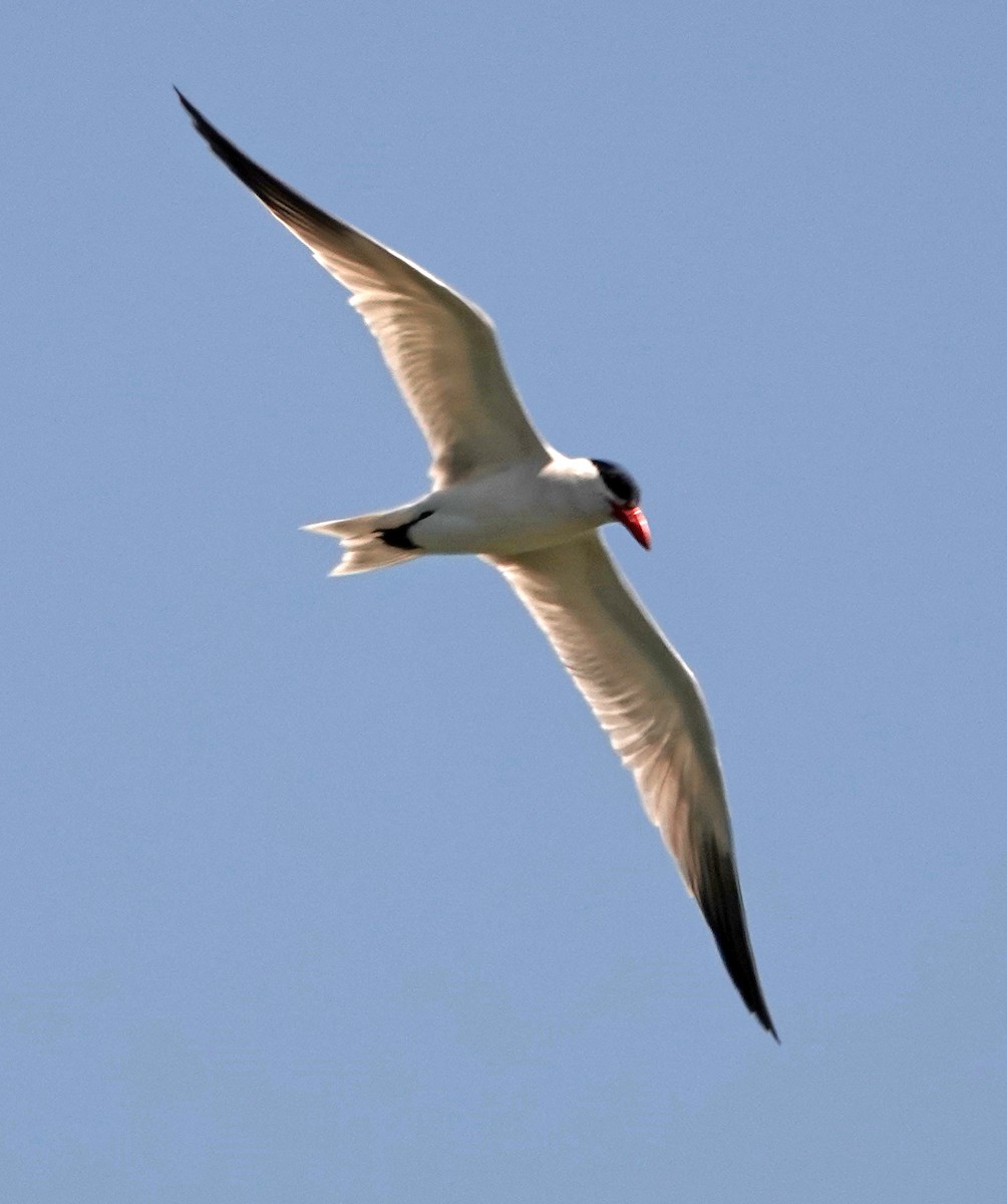 Caspian Tern - Diane Drobka