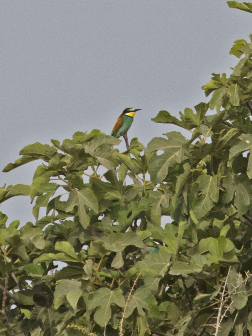 European Bee-eater - ML455134971