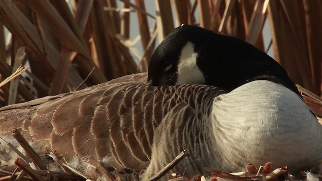 Canada Goose - ML455135