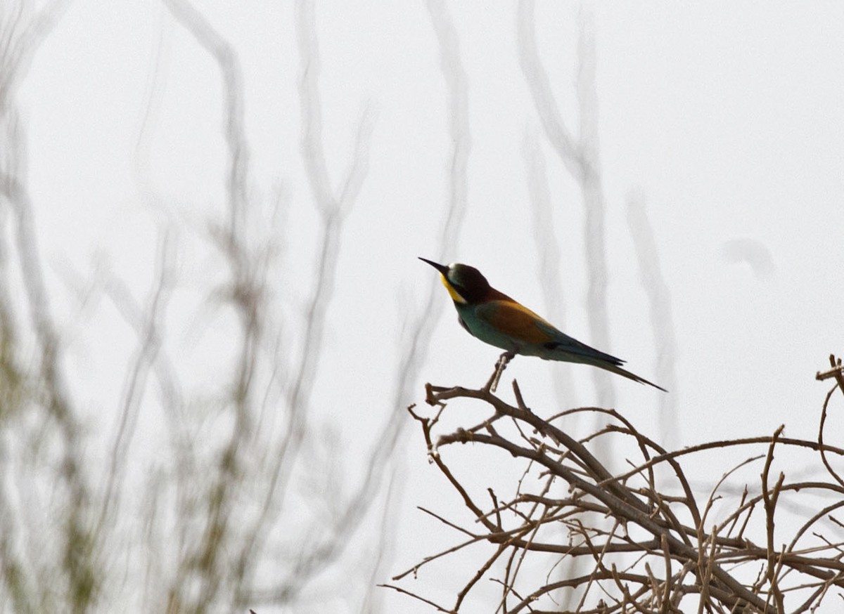 European Bee-eater - ML455135011