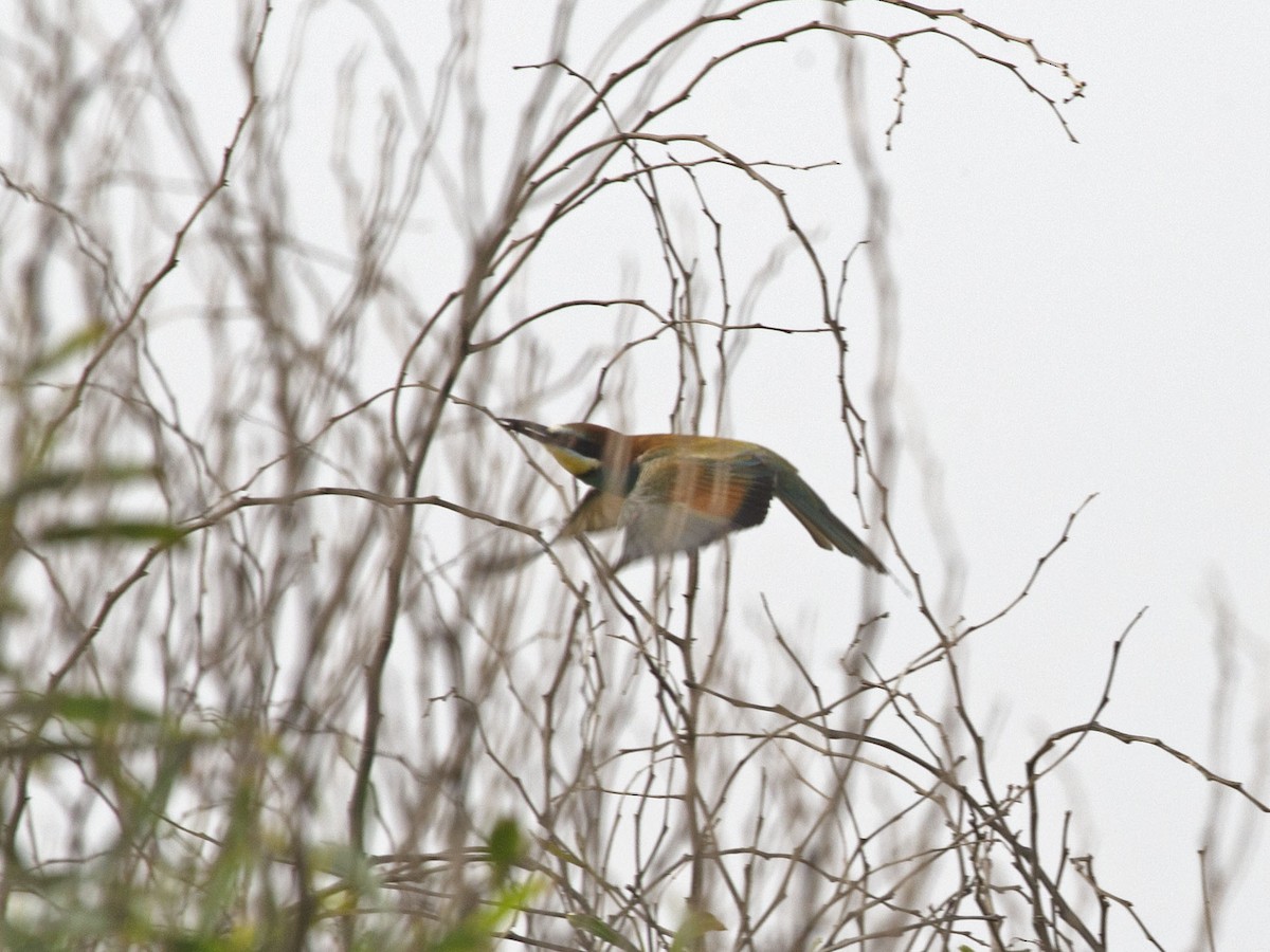 European Bee-eater - ML455135021