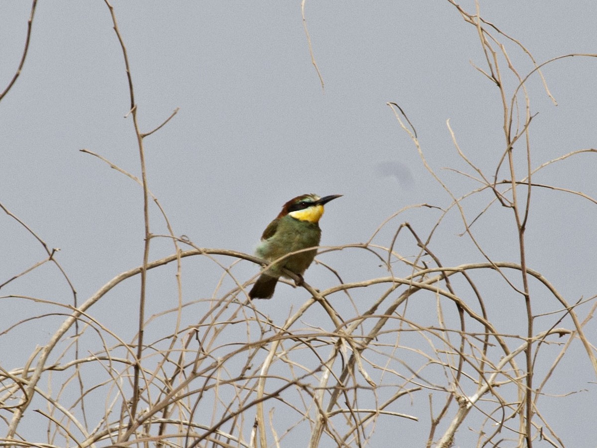 European Bee-eater - ML455135031