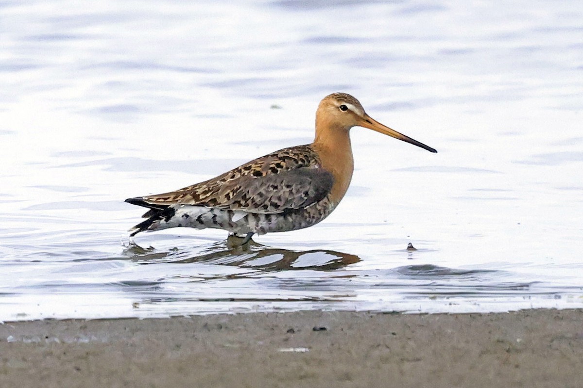 Black-tailed Godwit - David McQuade