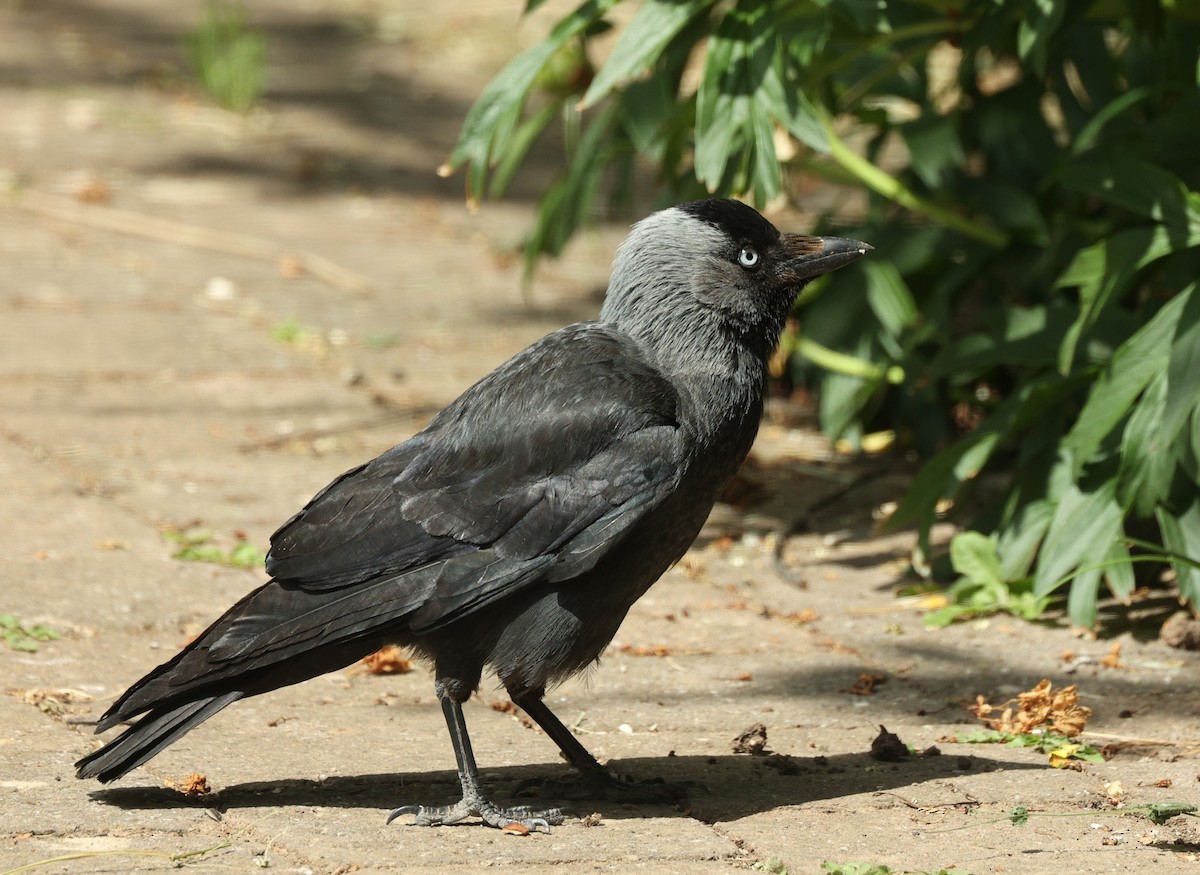 Eurasian Jackdaw - ML455135651