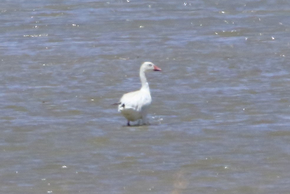 Snow Goose - Rob Lowry