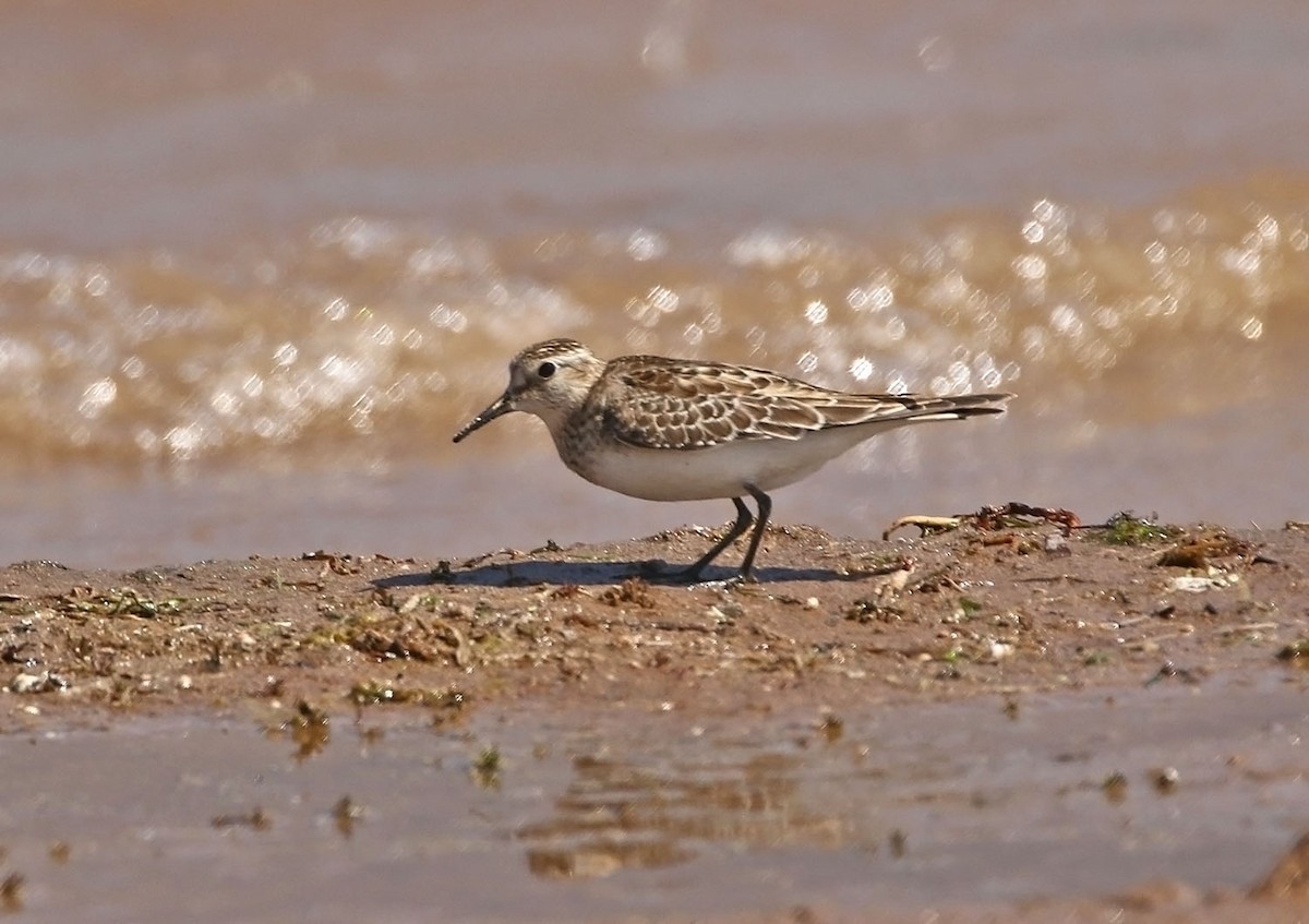 Bairdstrandläufer - ML455137711