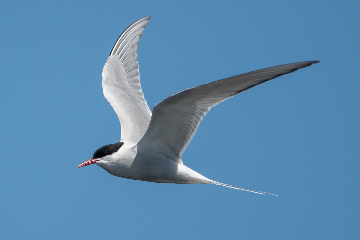 Arctic Tern - David Turgeon