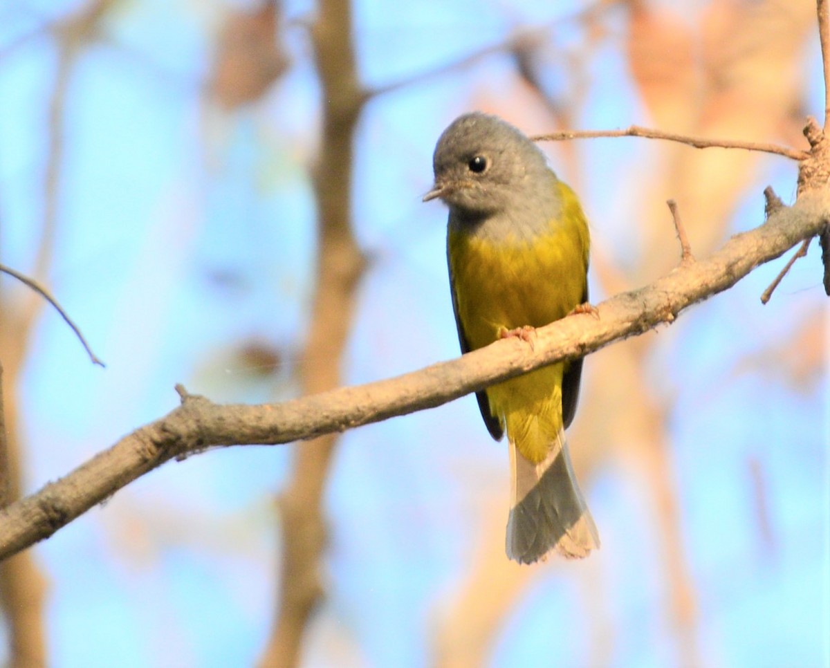 Gray-headed Canary-Flycatcher - ML455138231