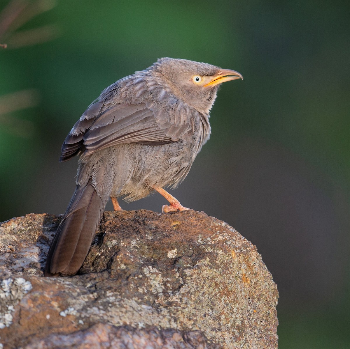 Jungle Babbler - Werner Suter