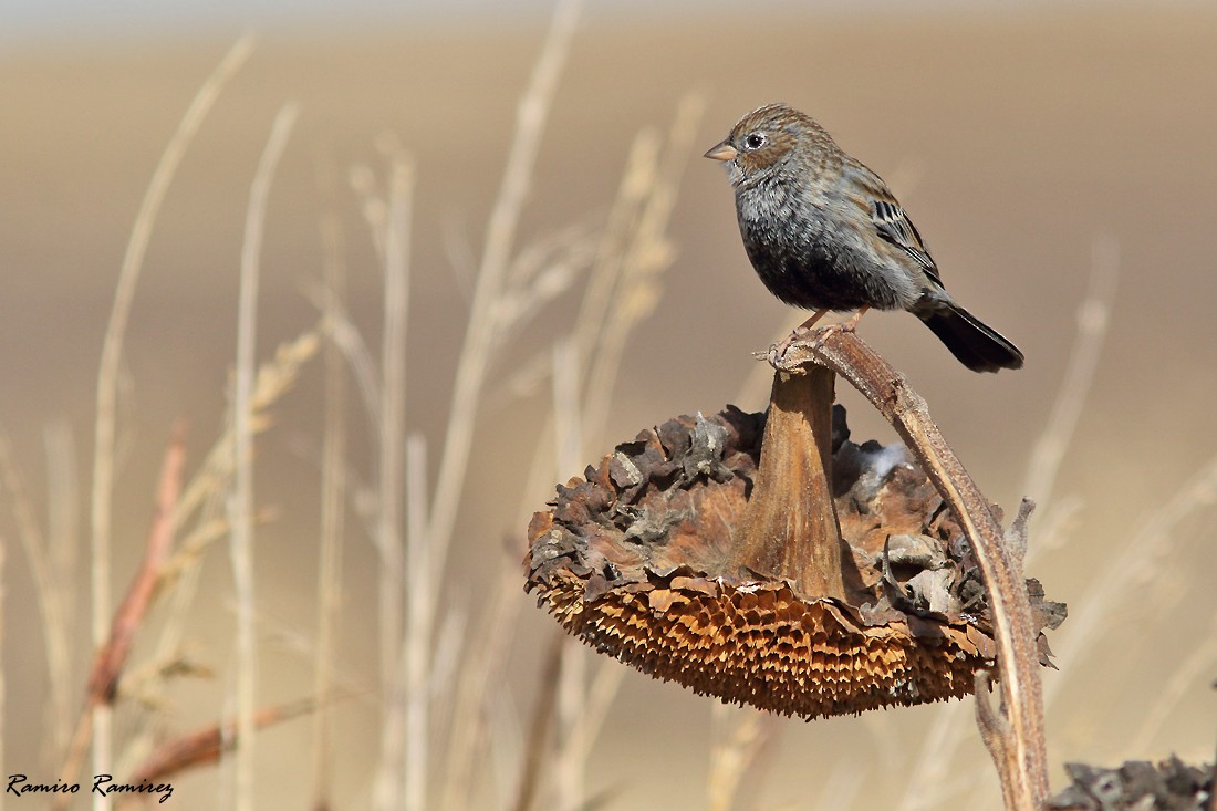 Carbonated Sierra Finch - Ramiro Ramirez