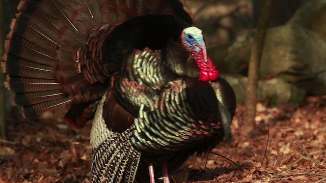 Wild Turkey - ML455140