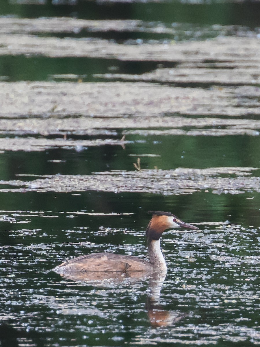 Great Crested Grebe - ML455142581