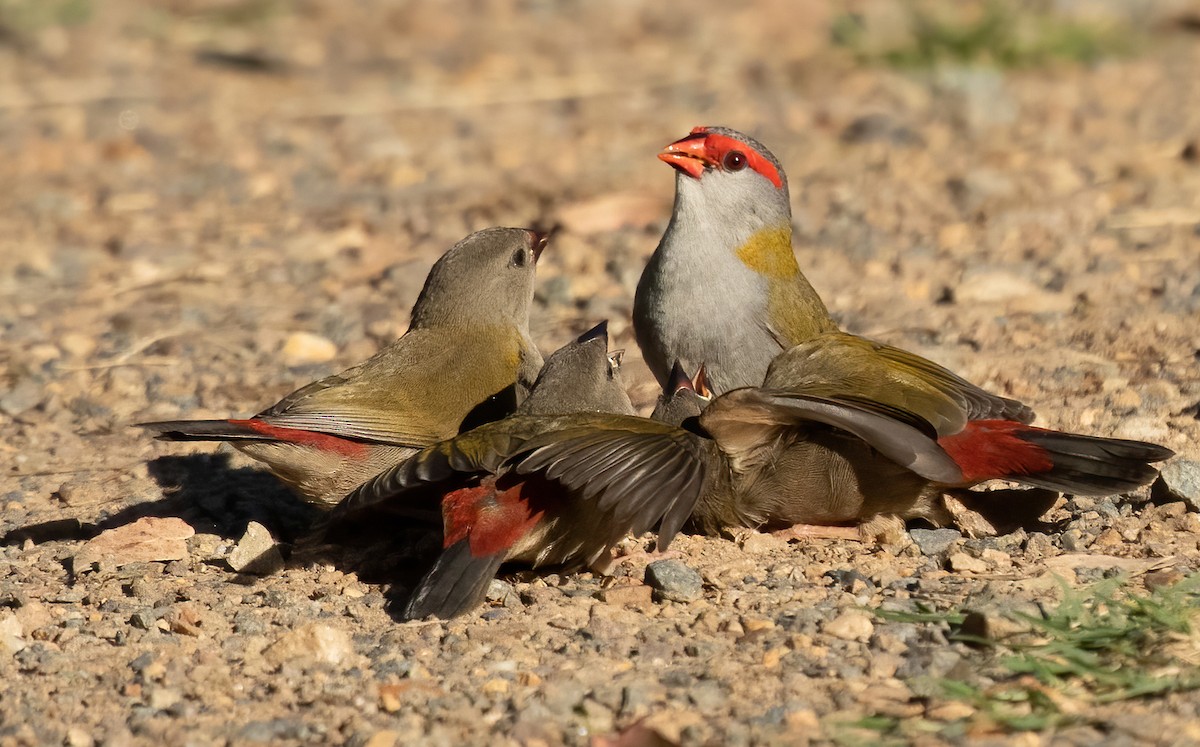 Red-browed Firetail - ML455143961