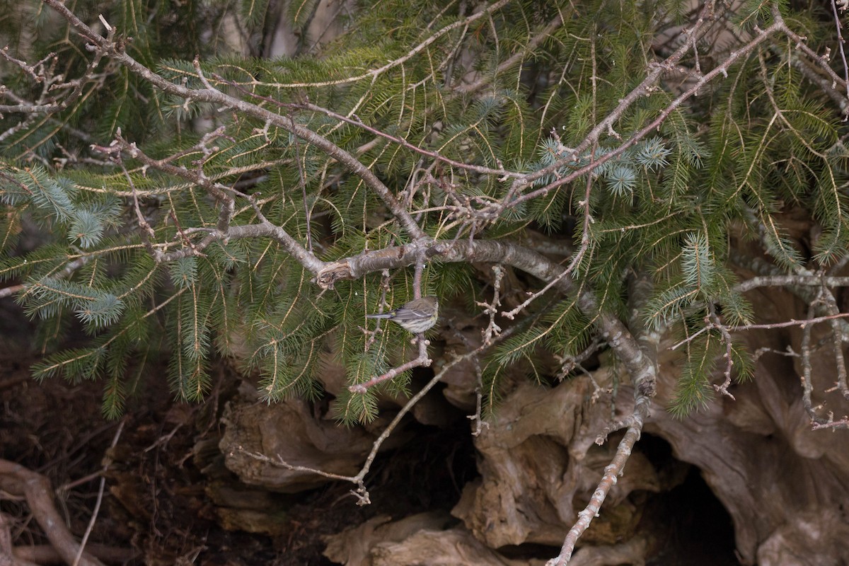 Ruby-crowned Kinglet - ML45514511