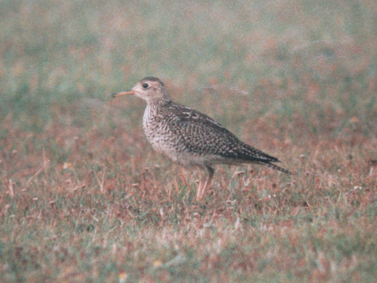 Upland Sandpiper - ML455145111