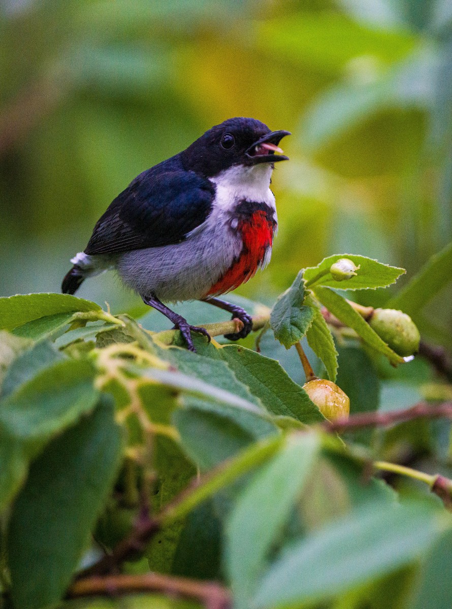 Black-belted Flowerpecker - ML455145131
