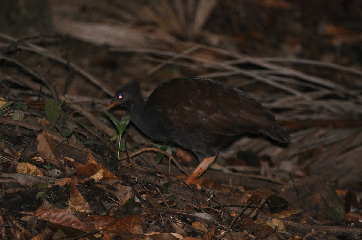 Rotbein-Großfußhuhn - ML455146851